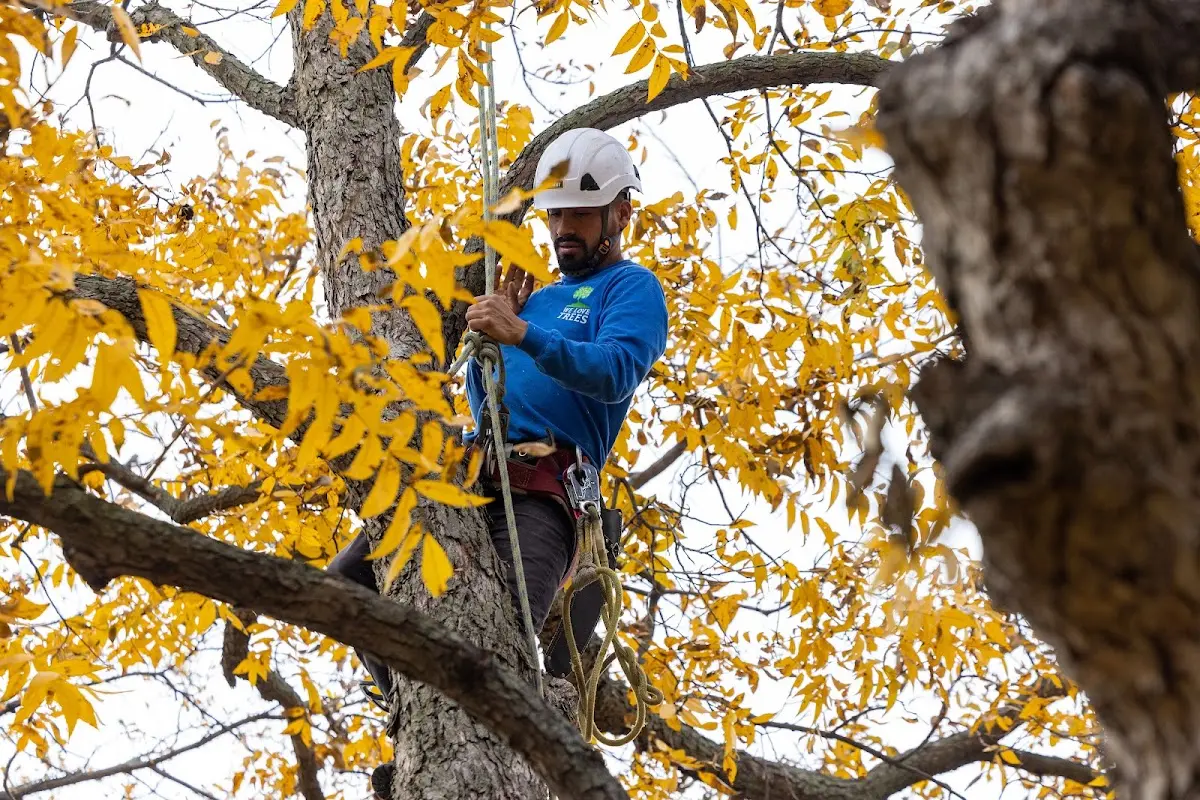 Skilled Tree Pruning crew working in Elk Creek