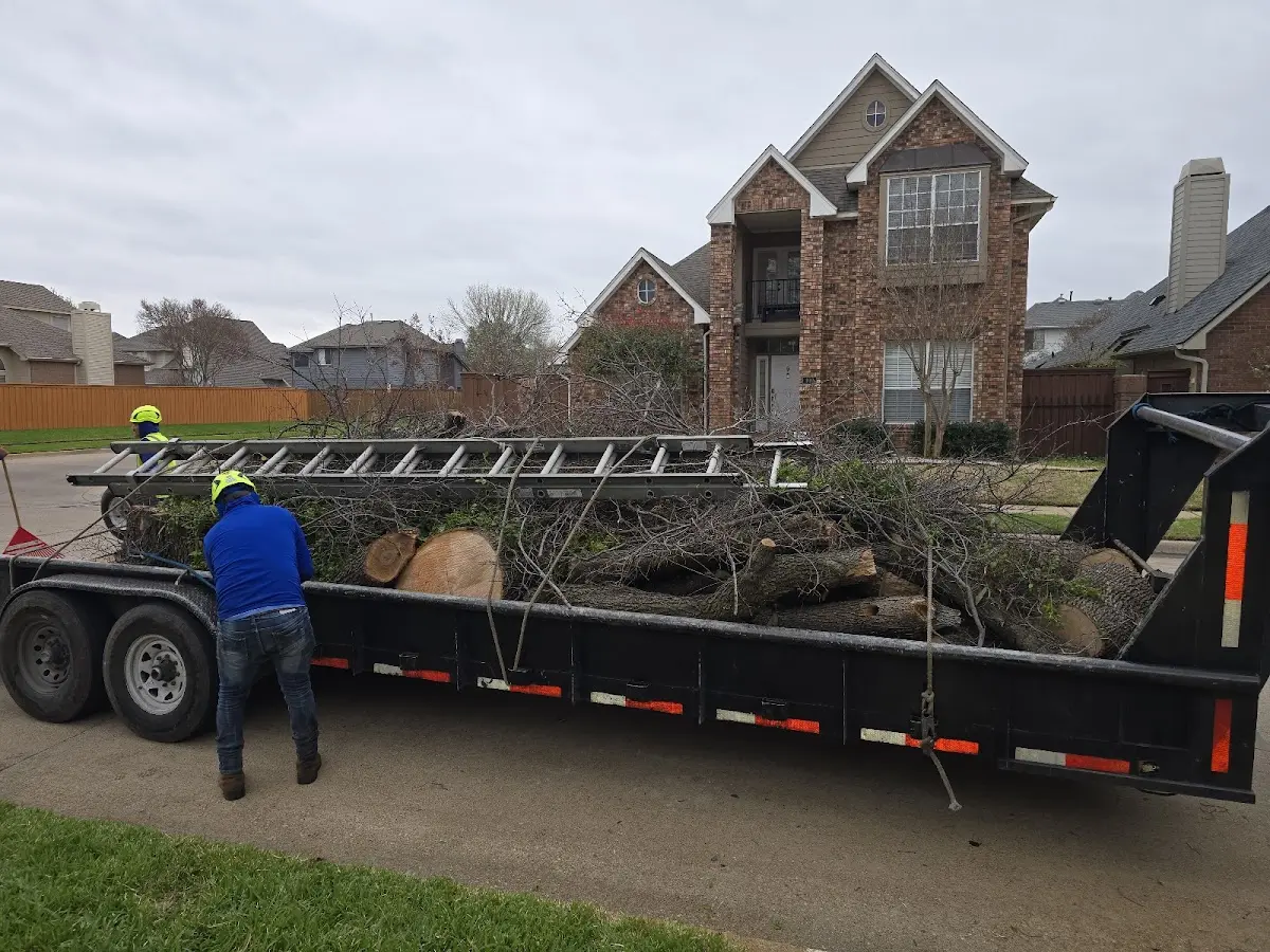 Expert Crown Reduction with proper safety equipment in Elk Creek